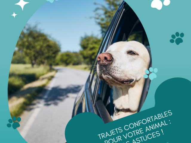 Comment assurer le bien-être et la sécurité de votre animal pendant les trajets en voiture ?