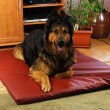 Coussin pour chien CAPRI M 80cmx60cm - 9