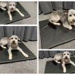 Coussin pour chien CAPRI M 80cmx60cm - 2