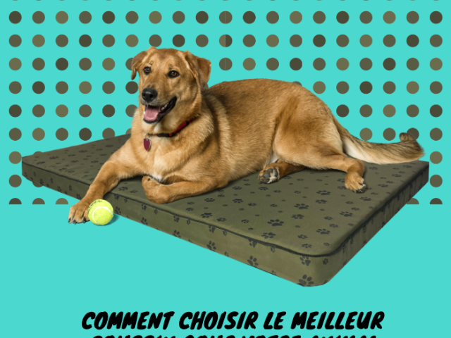 Comment choisir le meilleur coussin pour votre animal